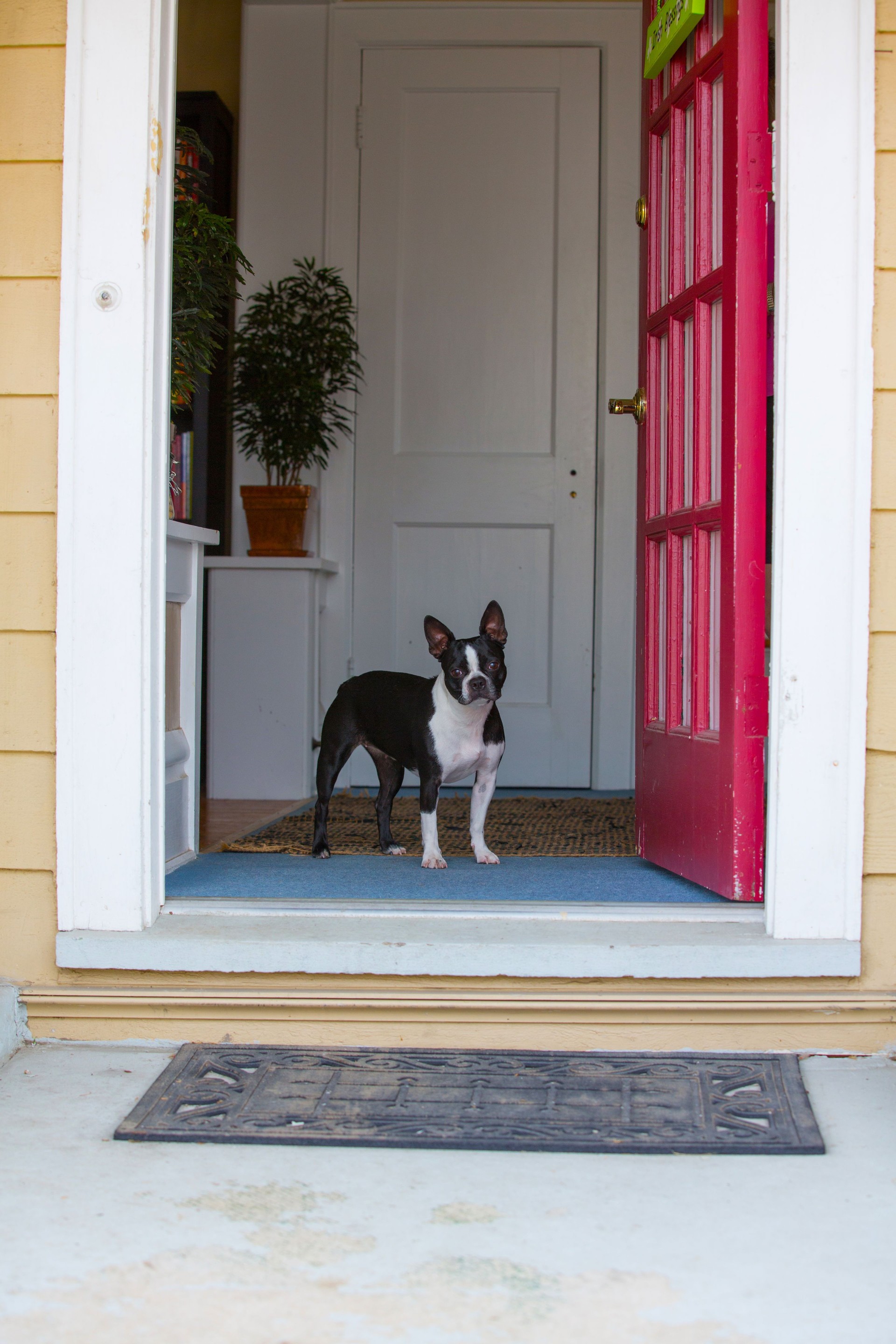 Dog looking out the front door
