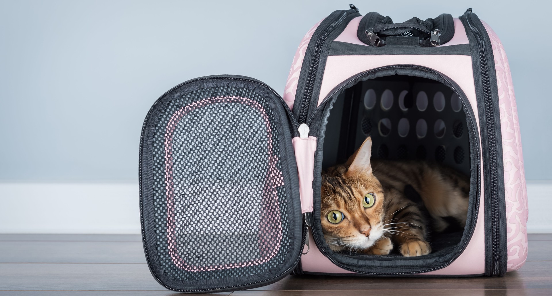 Bengal cat in a carrier in a room.